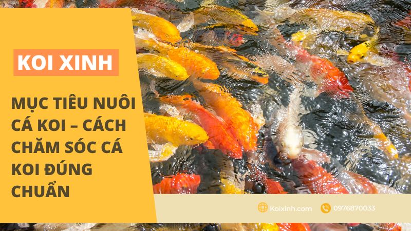 Chuẩn bị cho quá trình sinh sản của cá 