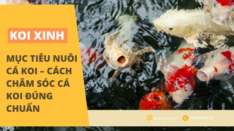Mục tiêu nuôi cá Koi - Cách chăm sóc cá Koi đúng chuẩn