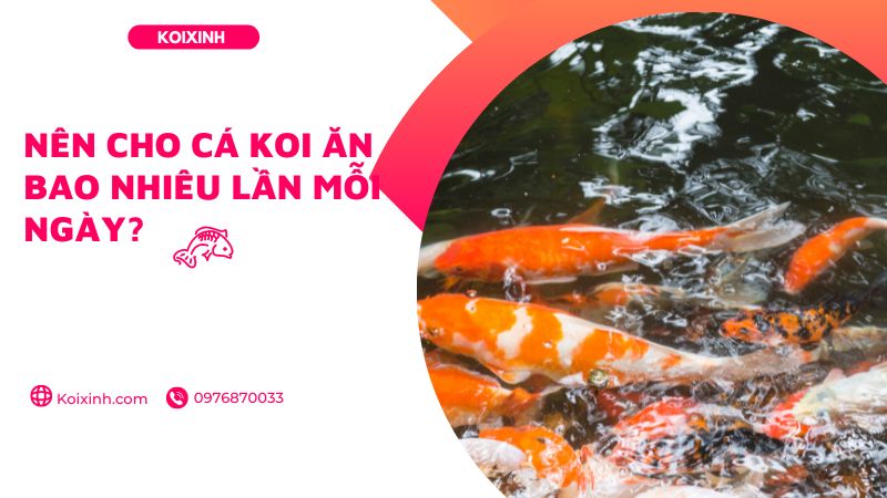 Nên Cho Cá Koi ăn Bao Nhiêu Lần Mỗi Ngày?