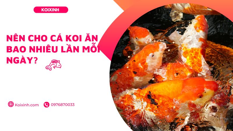 Nên Cho Cá Koi ăn Bao Nhiêu Lần Mỗi Ngày? Nên Cho Cá Koi ăn Bao Nhiêu Lần Mỗi Ngày?