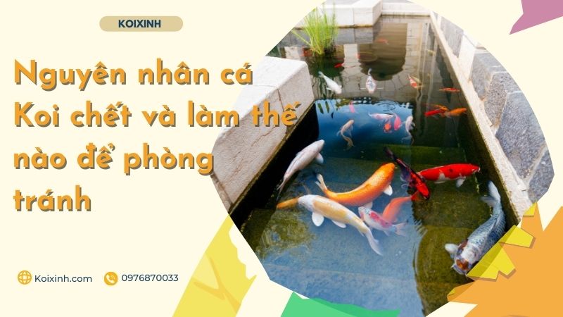 Nguyên Nhân Cá Koi Chết Và Làm Thế Nào để Phòng Tránh Nguyên Nhân Cá Koi Chết Và Làm Thế Nào để Phòng Tránh