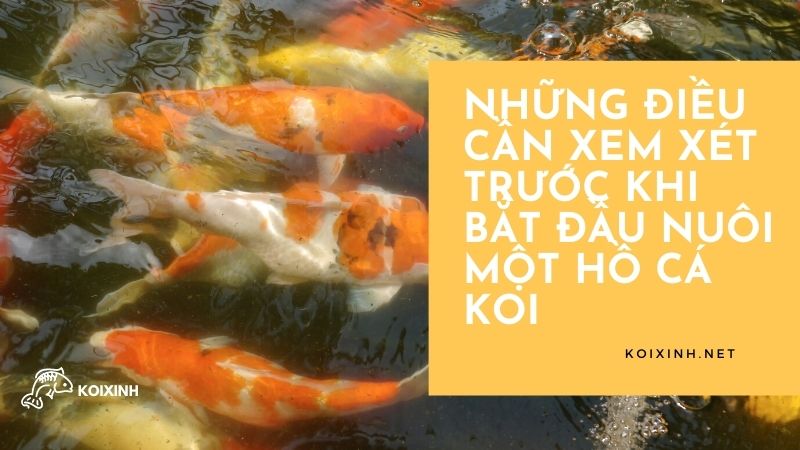Những Điều Cần Xem Xét Trước Khi Bắt Đầu Nuôi Một Hồ Cá Koi Những Điều Cần Xem Xét Trước Khi Bắt Đầu Nuôi Một Hồ Cá Koi