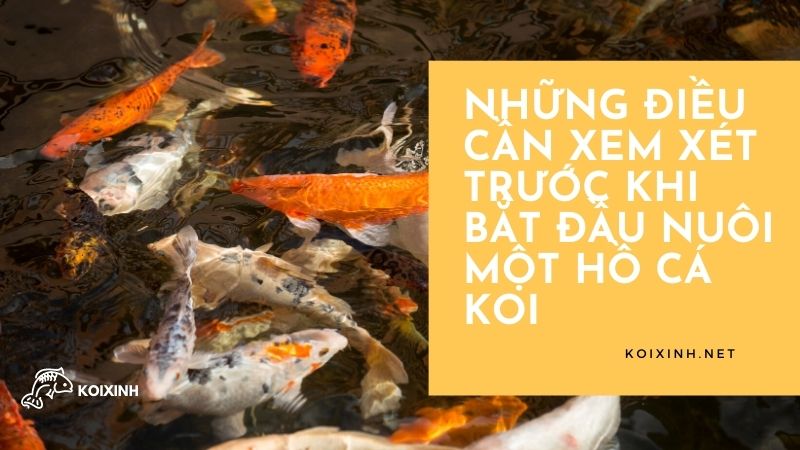 Những Điều Cần Xem Xét Trước Khi Bắt Đầu Nuôi Một Hồ Cá Koi