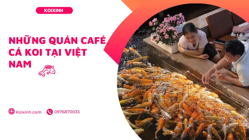 Những Quán Café Cá Koi Tại Việt Nam
