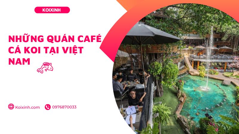 Những Quán Café Cá Koi Tại Việt Nam