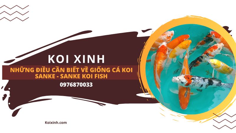 Những điều Cần Biết Về Giống Cá Koi Sanke – Sanke Koi Fish Thông tin bổ sung