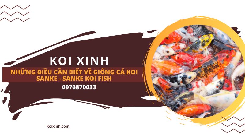 Những điều Cần Biết Về Giống Cá Koi Sanke – Sanke Koi Fish
