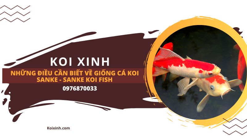 Những điều Cần Biết Về Giống Cá Koi Sanke – Sanke Koi Fish Cá Koi Doitsu-Sanke