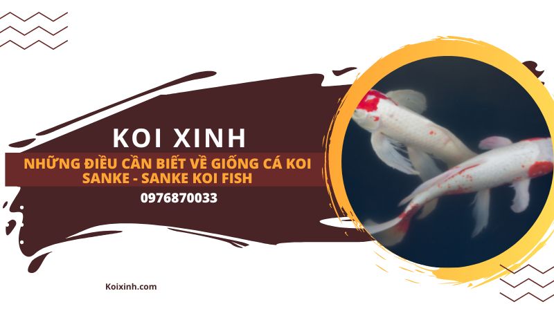 Những điều Cần Biết Về Giống Cá Koi Sanke – Sanke Koi Fish Gosanke là gì?