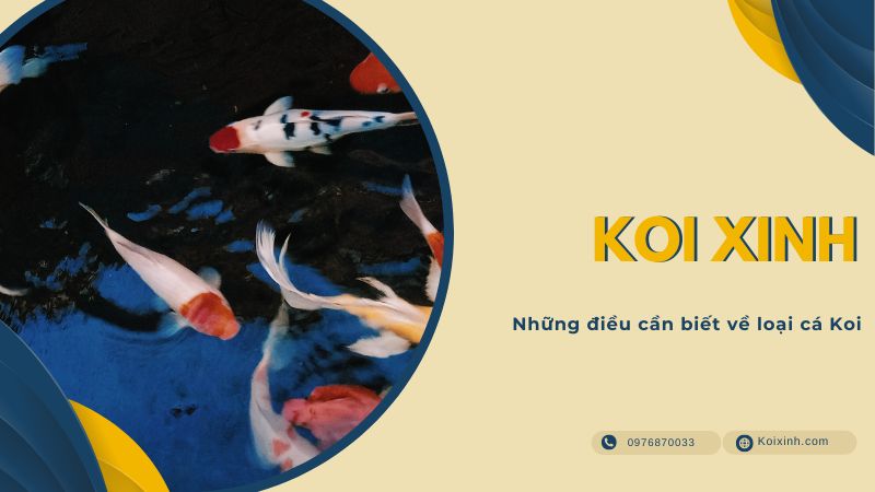 Những điều Cần Biết Về Loại Cá Koi Những điều Cần Biết Về Loại Cá Koi
