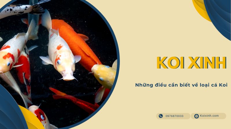 Những điều Cần Biết Về Loại Cá Koi
