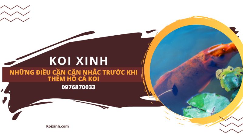 Những điều Cần Cân Nhắc Trước Khi Thêm Hồ Cá Koi Những điều Cần Cân Nhắc Trước Khi Thêm Hồ Cá Koi