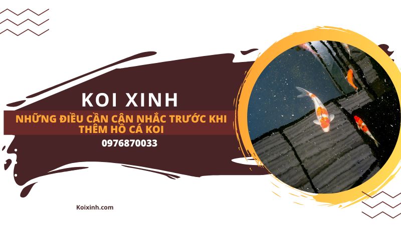 Những điều Cần Cân Nhắc Trước Khi Thêm Hồ Cá Koi
