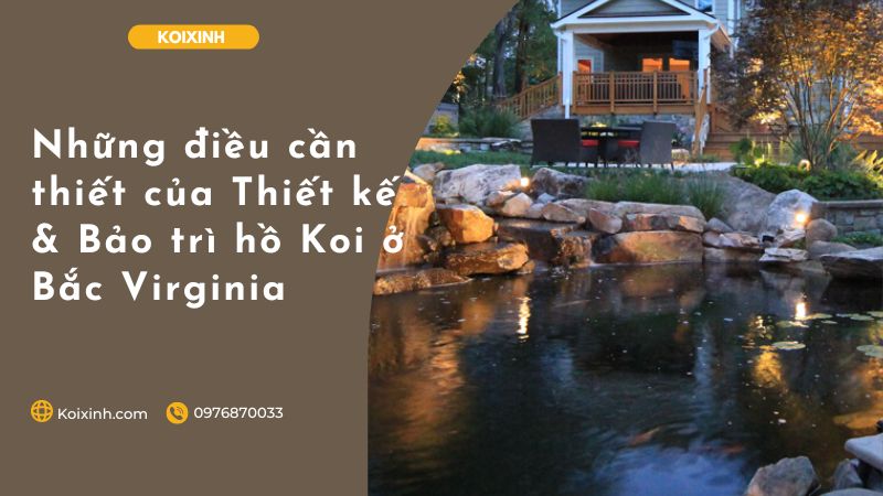 Những điều Cần Thiết Của Thiết Kế & Bảo Trì Hồ Koi ở Bắc Virginia