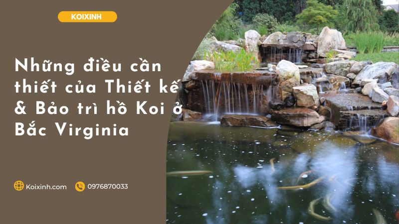 Những điều Cần Thiết Của Thiết Kế & Bảo Trì Hồ Koi ở Bắc Virginia