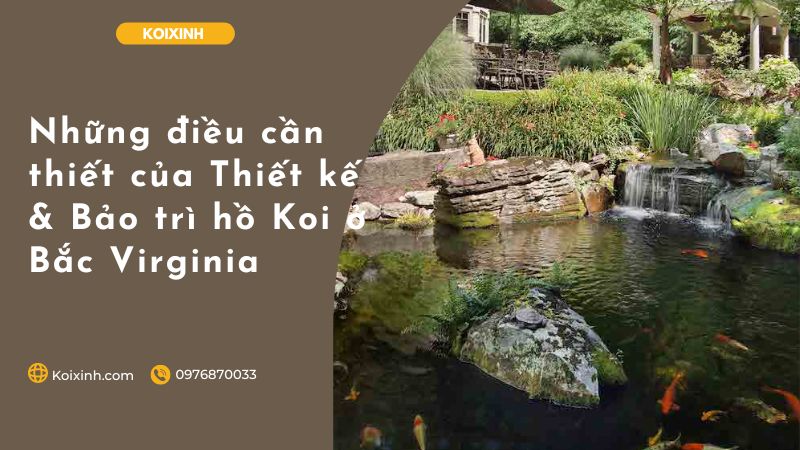 Những điều Cần Thiết Của Thiết Kế & Bảo Trì Hồ Koi ở Bắc Virginia Những điều Cần Thiết Của Thiết Kế & Bảo Trì Hồ Koi ở Bắc Virginia
