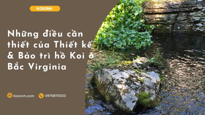 Những điều Cần Thiết Của Thiết Kế & Bảo Trì Hồ Koi ở Bắc Virginia Những điều Cần Thiết Của Thiết Kế & Bảo Trì Hồ Koi ở Bắc Virginia