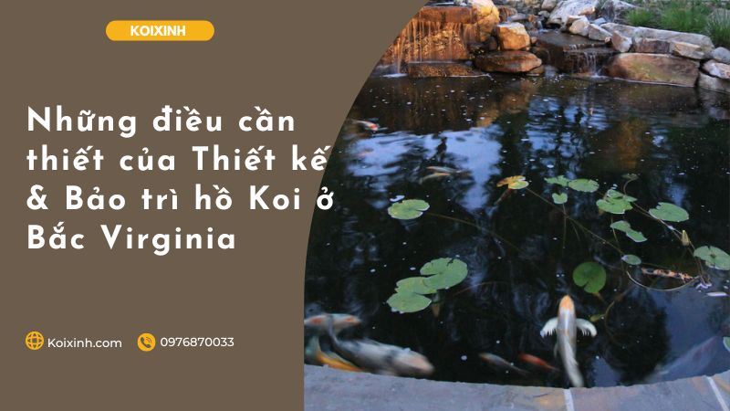 Những điều Cần Thiết Của Thiết Kế & Bảo Trì Hồ Koi ở Bắc Virginia