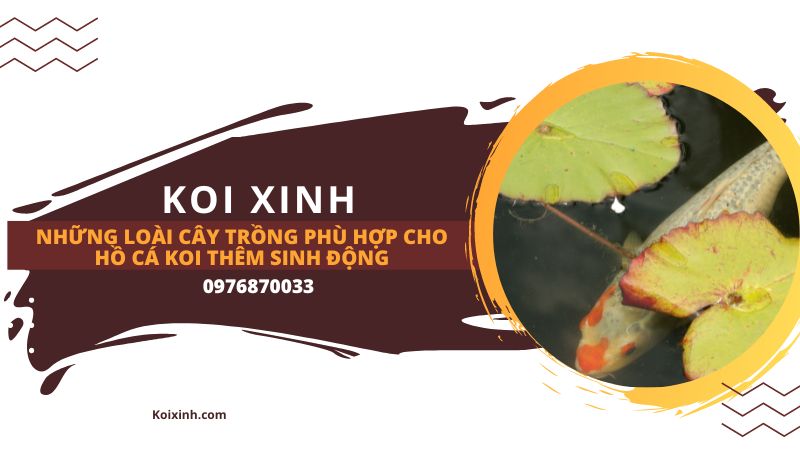 Những Loài Cây Trồng Phù Hợp Cho Hồ Cá Koi Thêm Sinh động Những Loài Cây Trồng Phù Hợp Cho Hồ Cá Koi Thêm Sinh động