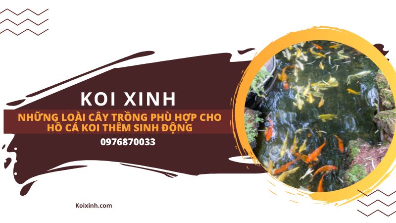 Những Loài Cây Trồng Phù Hợp Cho Hồ Cá Koi Thêm Sinh động