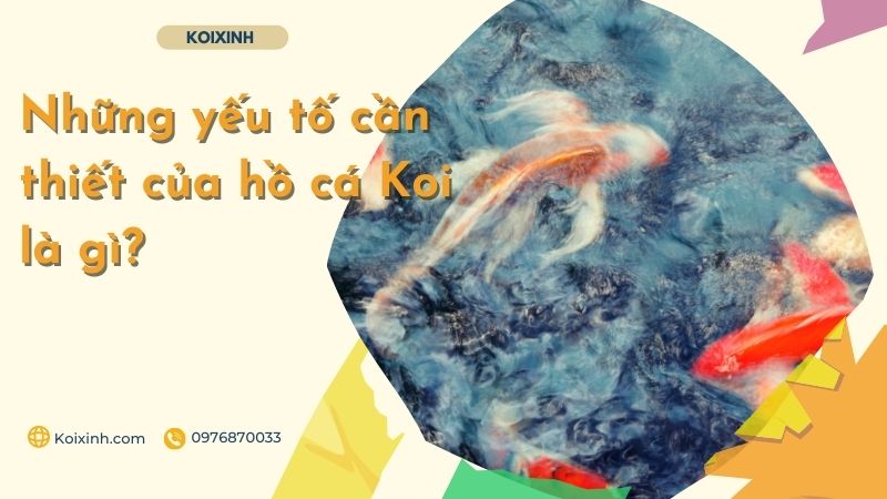 Những Yếu Tố Cần Thiết Của Hồ Cá Koi Là Gì? Những Yếu Tố Cần Thiết Của Hồ Cá Koi Là Gì?