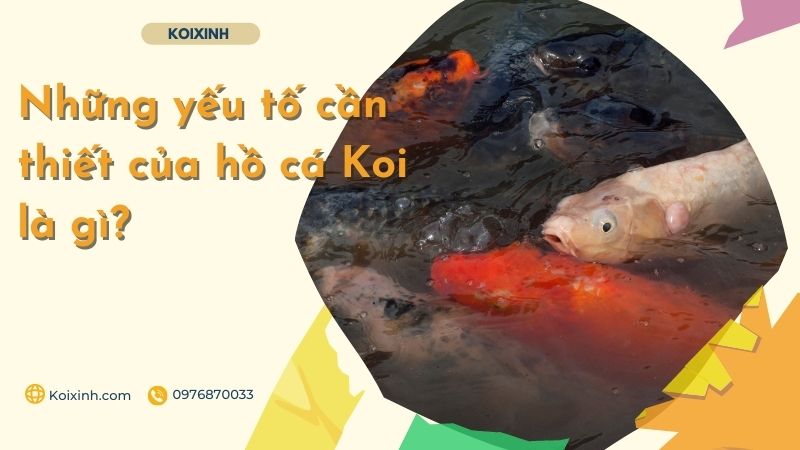 Những Yếu Tố Cần Thiết Của Hồ Cá Koi Là Gì? Những Yếu Tố Cần Thiết Của Hồ Cá Koi Là Gì?