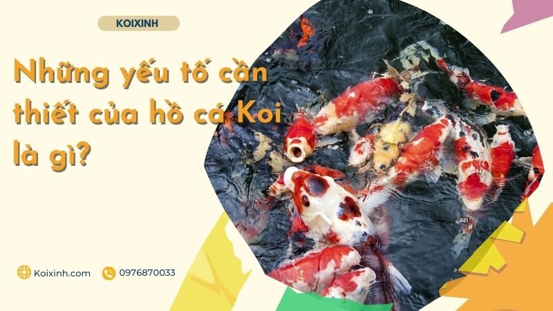 Những Yếu Tố Cần Thiết Của Hồ Cá Koi Là Gì? Những Yếu Tố Cần Thiết Của Hồ Cá Koi Là Gì?