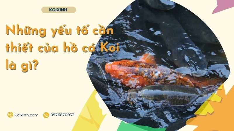 Những Yếu Tố Cần Thiết Của Hồ Cá Koi Là Gì? Những Yếu Tố Cần Thiết Của Hồ Cá Koi Là Gì?