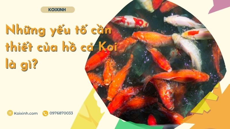 Những Yếu Tố Cần Thiết Của Hồ Cá Koi Là Gì? Những Yếu Tố Cần Thiết Của Hồ Cá Koi Là Gì?