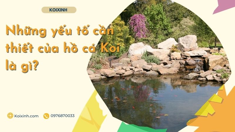 Những Yếu Tố Cần Thiết Của Hồ Cá Koi Là Gì? Những Yếu Tố Cần Thiết Của Hồ Cá Koi Là Gì?