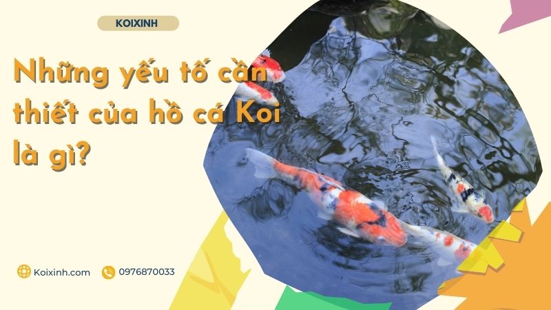 Những Yếu Tố Cần Thiết Của Hồ Cá Koi Là Gì? Những Yếu Tố Cần Thiết Của Hồ Cá Koi Là Gì?