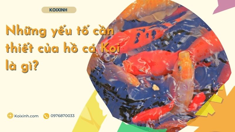 Những Yếu Tố Cần Thiết Của Hồ Cá Koi Là Gì? Những Yếu Tố Cần Thiết Của Hồ Cá Koi Là Gì?