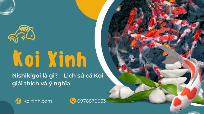 Nishikigoi Là Gì? – Lịch Sử Cá Koi – Giải Thích Và ý Nghĩa Nishikigoi Là Gì? – Lịch Sử Cá Koi – Giải Thích Và ý Nghĩa