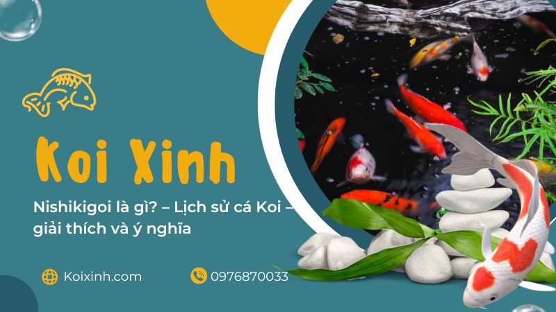 Nishikigoi Là Gì? – Lịch Sử Cá Koi – Giải Thích Và ý Nghĩa Nishikigoi Là Gì? – Lịch Sử Cá Koi – Giải Thích Và ý Nghĩa