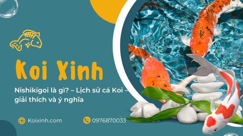 Nishikigoi Là Gì? – Lịch Sử Cá Koi – Giải Thích Và ý Nghĩa Nishikigoi Là Gì? – Lịch Sử Cá Koi – Giải Thích Và ý Nghĩa