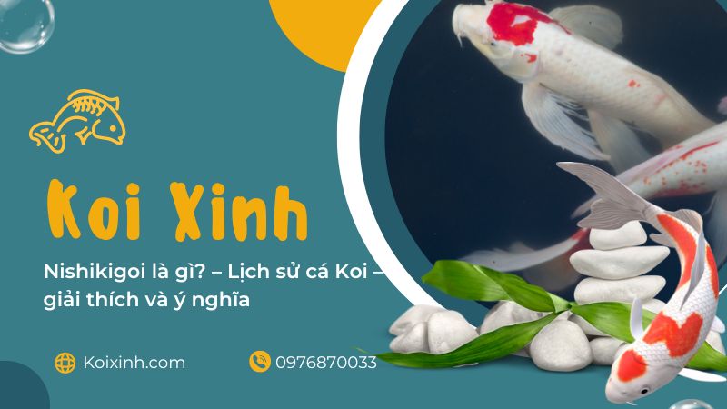 Nishikigoi Là Gì? – Lịch Sử Cá Koi – Giải Thích Và ý Nghĩa Nishikigoi Là Gì? – Lịch Sử Cá Koi – Giải Thích Và ý Nghĩa
