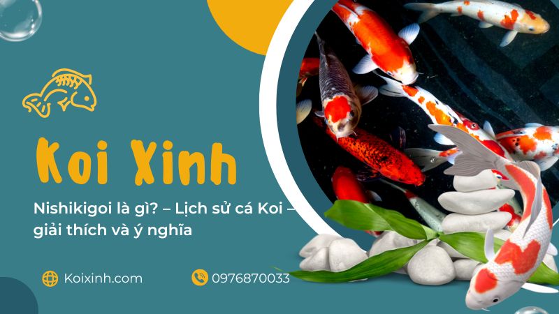 Nishikigoi Là Gì? – Lịch Sử Cá Koi – Giải Thích Và ý Nghĩa Nishikigoi Là Gì? – Lịch Sử Cá Koi – Giải Thích Và ý Nghĩa
