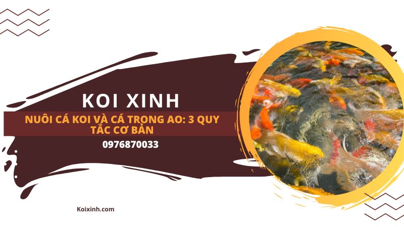 Nuôi Cá Koi Và Cá Trong Ao: 3 Quy Tắc Cơ Bản Nuôi Cá Koi Và Cá Trong Ao: 3 Quy Tắc Cơ Bản