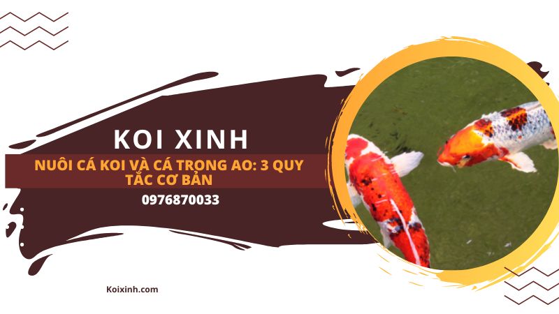 Nuôi Cá Koi Và Cá Trong Ao: 3 Quy Tắc Cơ Bản