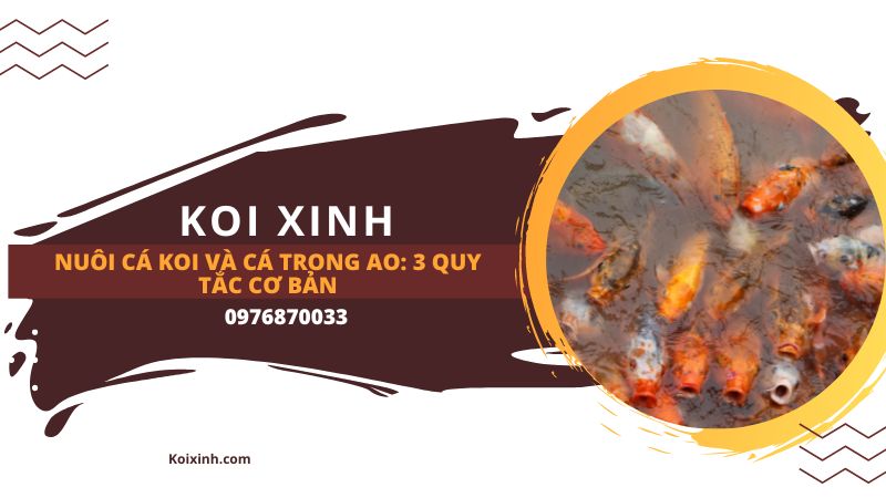 Nuôi Cá Koi Và Cá Trong Ao: 3 Quy Tắc Cơ Bản Nuôi Cá Koi Và Cá Trong Ao: 3 Quy Tắc Cơ Bản