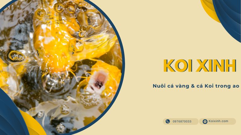 Nuôi Cá Vàng & Cá Koi Trong Ao Nuôi Cá Vàng & Cá Koi Trong Ao