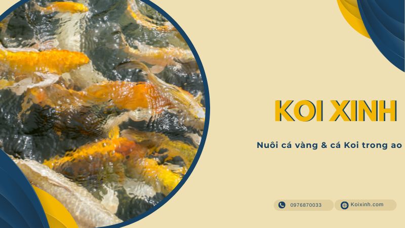 Nuôi Cá Vàng & Cá Koi Trong Ao Nuôi Cá Vàng & Cá Koi Trong Ao