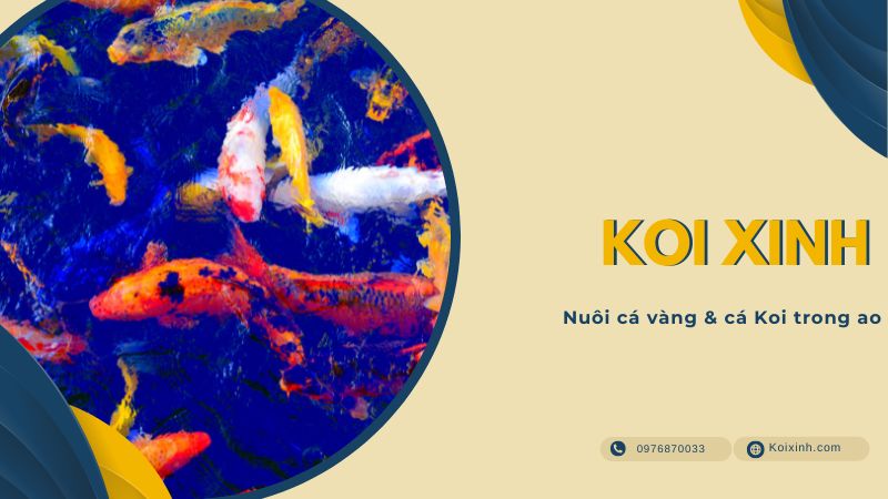 Nuôi Cá Vàng & Cá Koi Trong Ao