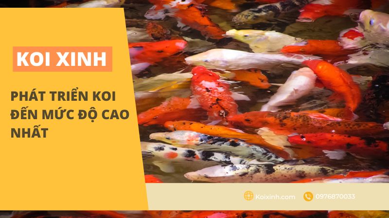 Phát Triển Koi đến Mức độ Cao Nhất