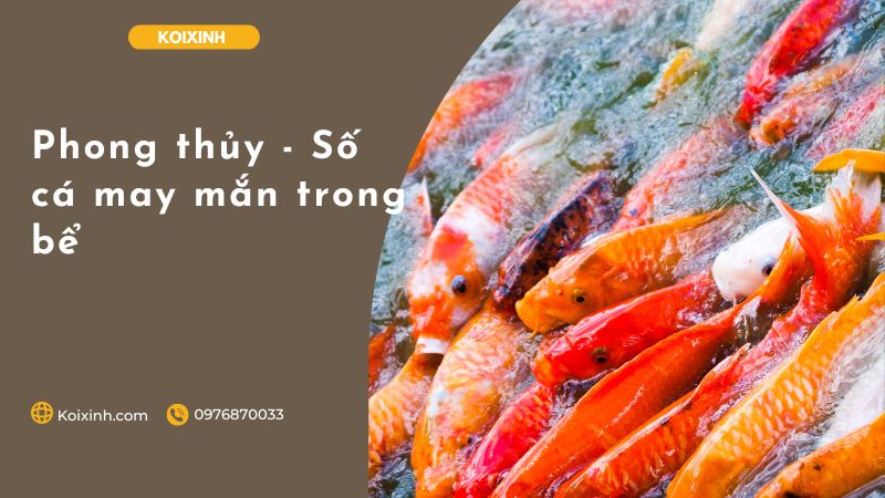 Phong Thủy – Số Cá May Mắn Trong Bể