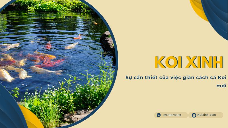 Sự Cần Thiết Của Việc Giãn Cách Cá Koi Mới