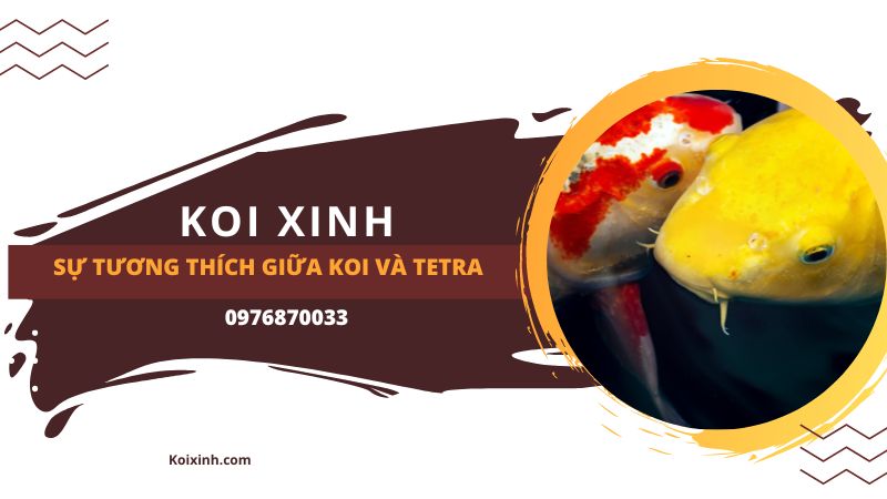 Sự Tương Thích Giữa Koi Và Tetra Sự Tương Thích Giữa Koi Và Tetra