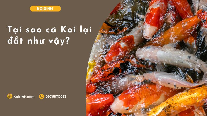 Tại Sao Cá Koi Lại đắt Như Vậy?