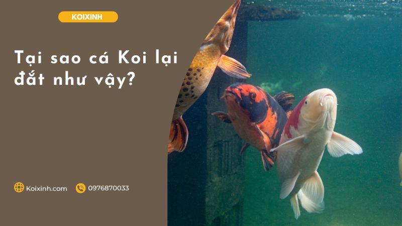 Tại Sao Cá Koi Lại đắt Như Vậy?