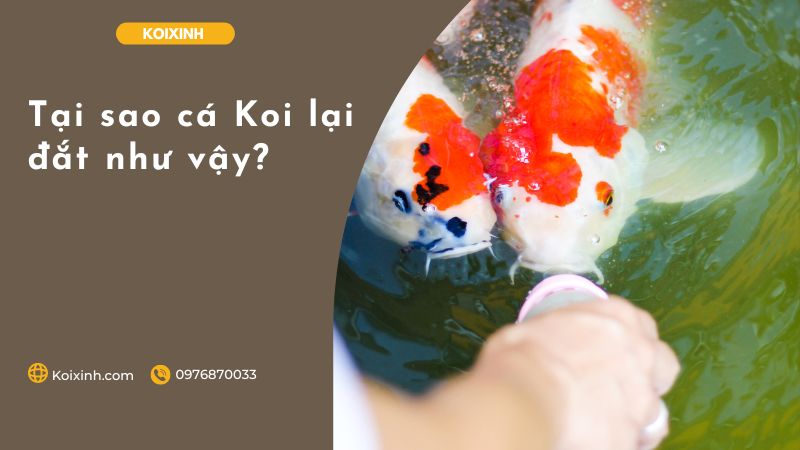 Tại Sao Cá Koi Lại đắt Như Vậy?
